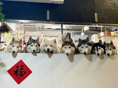 -星多哈·狗咖·拼豆·咖啡