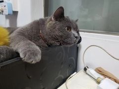 -瑞派动物医院·绝育·犬猫全科·预防医学(光景江南中店)