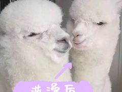 -北京观赏动物医院·24小时大型综合·猫专科·异宠专科