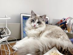 -Bastet sally猫舍购宠(静安店)
