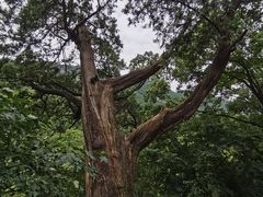 -北京上方山国家森林公园