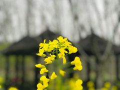 -顾村公园