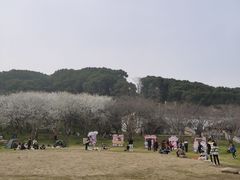 -苏州上方山国家森林公园