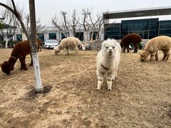 -东方时尚驾校(总部)