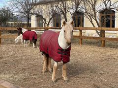 -北京群众马术培训基地