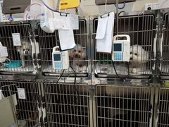 -申普宠物医院·眼科·心内科·影像科(普陀分院)
