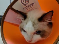 -乐派堂宠物医院·猫友好· 心脏科(东街店)