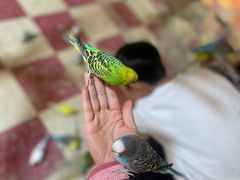 -上海大自然野生昆虫馆