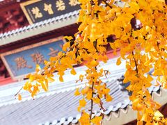 -上海东林寺(金山区)