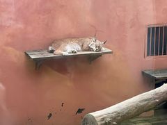 -青藏高原野生动物园