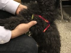 -喜多萌中农锦绣动物医院24H·猫科·牙科MRI·CT