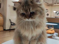 -滚猫咖啡·猫咖·猫友好撸猫(未来城店)