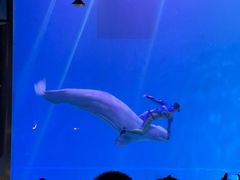 -芜湖新华联大白鲸海洋公园