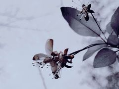 -秋霞圃