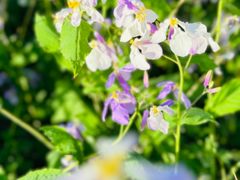 -枫花园汽车电影院(朝阳公园店)