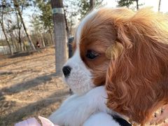 -萌宠之家·腊肠犬·马尔泰·小体犬舍