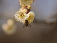 -香雪海