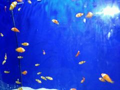 -洛阳龙门海洋馆