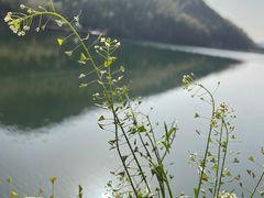 -长兴慧子土特产茶行