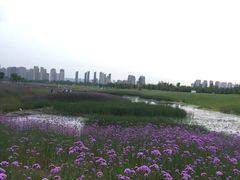 -洋湖国家湿地公园