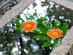 -天目湖御水温泉·度假酒店