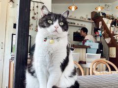 -海边的猫和咖啡馆