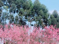 -代术连山回锅肉创始人餐厅(小学店)