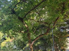 -九龙公园