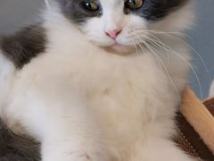 -飞行喵MR PILOT|猫舍·猫咖(静安大融城店)