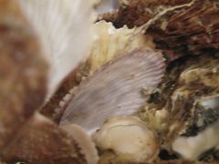 -北方饺子王·海肠捞饭·海鲜锅(山大店)