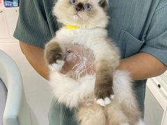 -lincat·猫舍(广州店)