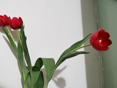 -曲阳花鸟市场(曲阳路店)