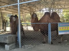 -长白岛森林公园