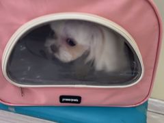 -天宠宠物医院24小时·急重症诊疗中心·全科·腔镜特色(和平分院)