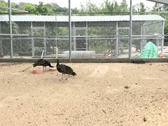 -丹樱生态园