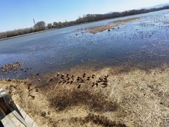 -野鸭湖国家湿地公园