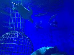 -芜湖新华联大白鲸海洋公园