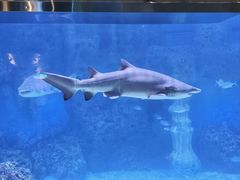 -广州海洋馆