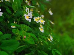 -西湖外事游船(花港观鱼码头)