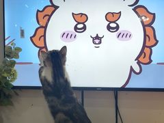 -李小姐の猫咖啡馆(五角场店)