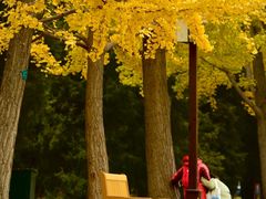 -三里屯东五街银杏大道