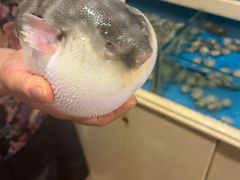 -天正河鲀·河豚亭(大连店)