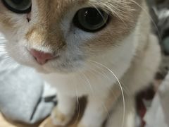 -李小姐の猫咖啡馆(五角场店)