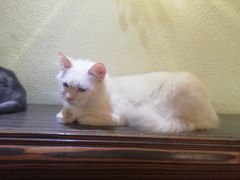 -more than meow吴止猫主题餐厅(承德 中船汇店)