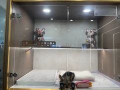 -翊宠yipet猫狗购宠庄园犬舍•猫舍
