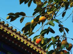 -北京石刻艺术博物馆(五塔寺)