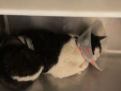 -萌兽医馆·犬猫专科·眼科中心·宠物医院(朝阳门分院)