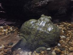-暹罗海洋世界