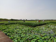 -天津东丽湖风景区