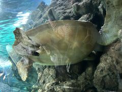 -上海海洋水族馆